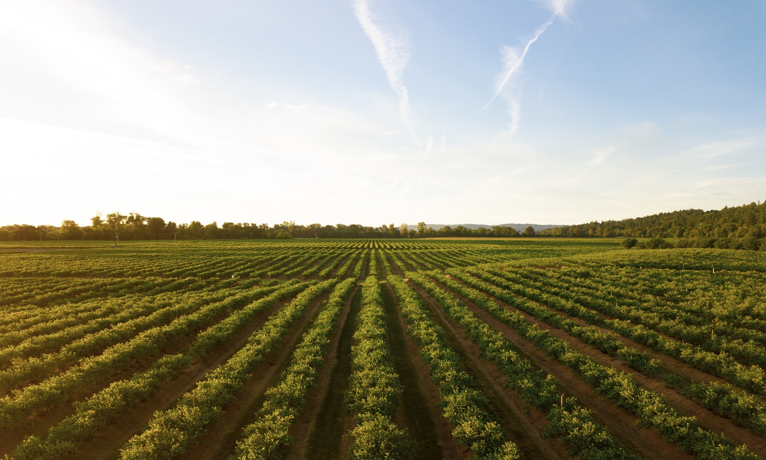 How To Make Sustainable Agriculture Easier With Technology 2023
