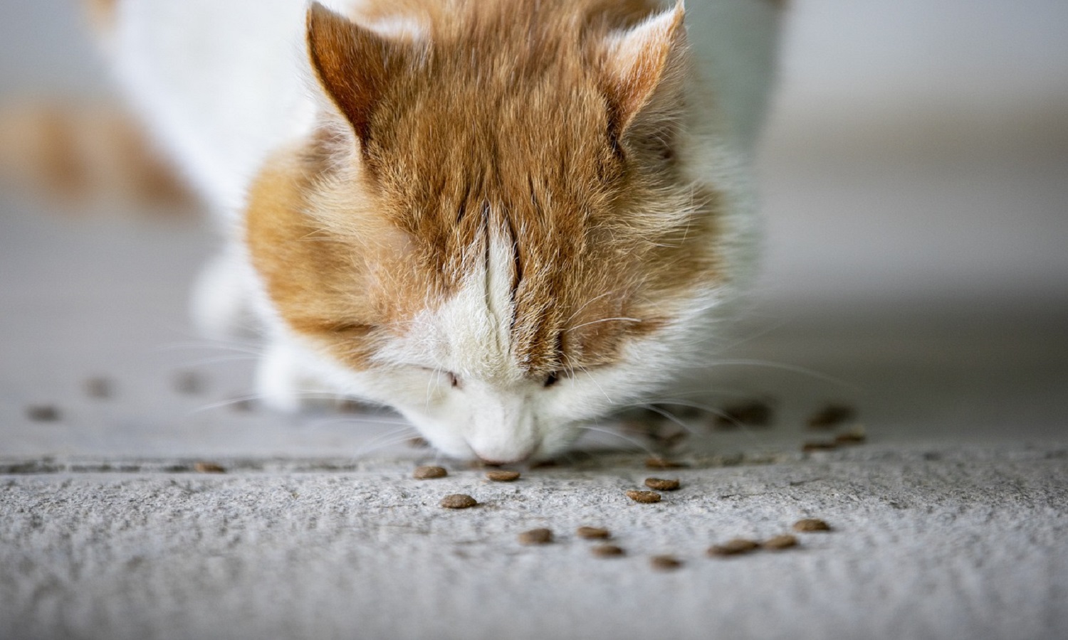 Wet Versus Dry Cat Food: Which is the Healthier Option?